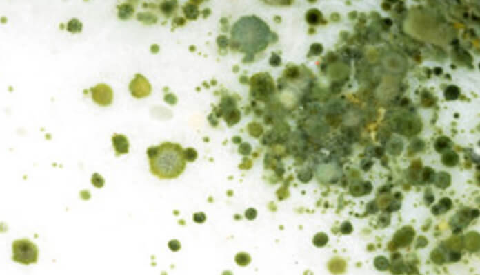2 SteriFog_Fungi