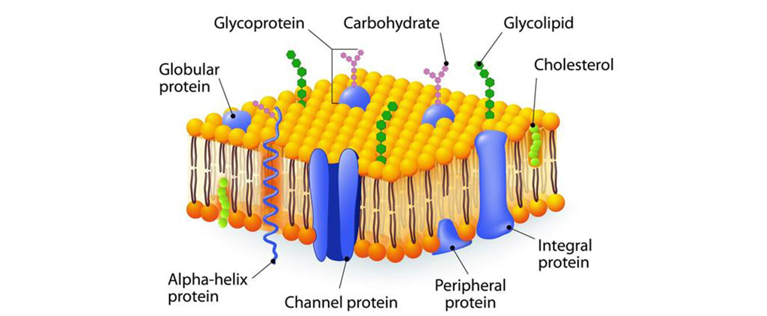 SteriFog_cell_membrane